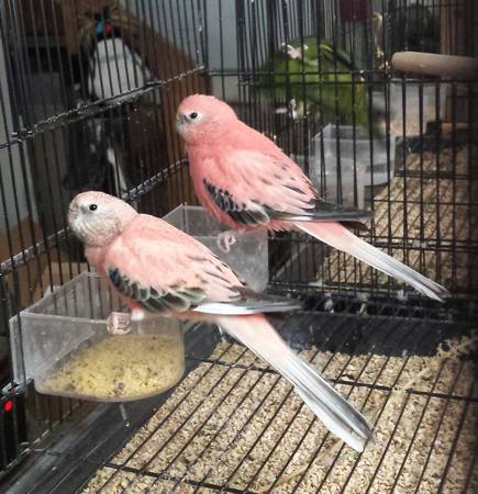 Rosey Bourke and Lineolated Parakeet babies (Aurora)