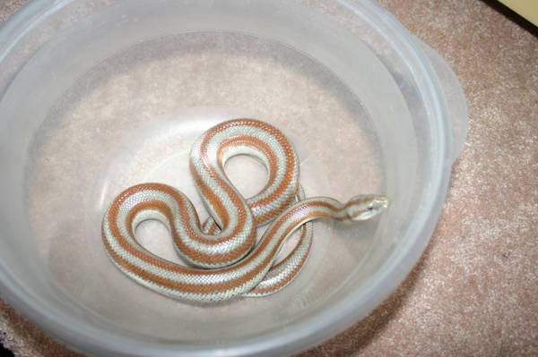 Rosy Boa (San Felipe Rosy Boa Trio) (lorain)