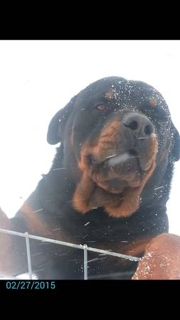 Rottweiler German Pups (Decatur,TX)