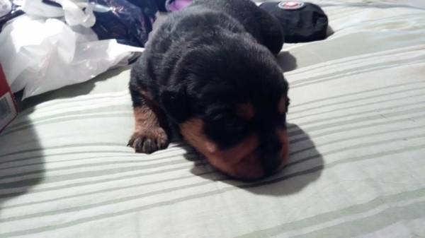 Rottweiler puppies (dundalk)