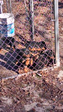 Rottweiler Puppies (Phenix City, AL)