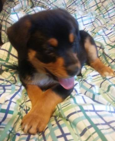 Rottweiler puppy (Bellevue)