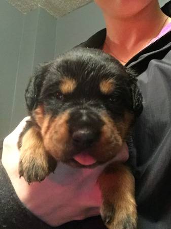 Rottweiler puppy (Fargo)