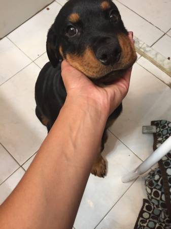 rottweiler puppy (linden)