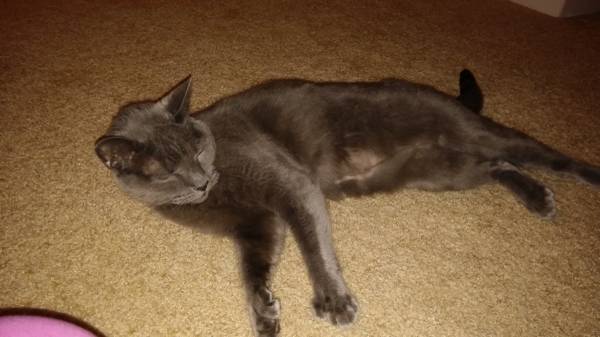 Russian Blue Female Cat Free to Good Home (Rockville, MD)