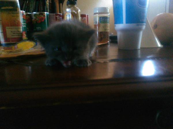 Russian blue kitten female (Nebelung) (Long Beach)