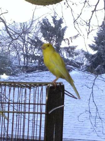 Russian canaries (Longmont,boulder) (longmont)