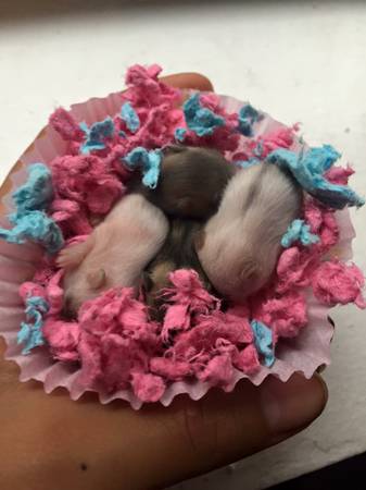 Russian Dwarf Hamster Pups (Philadelphia)