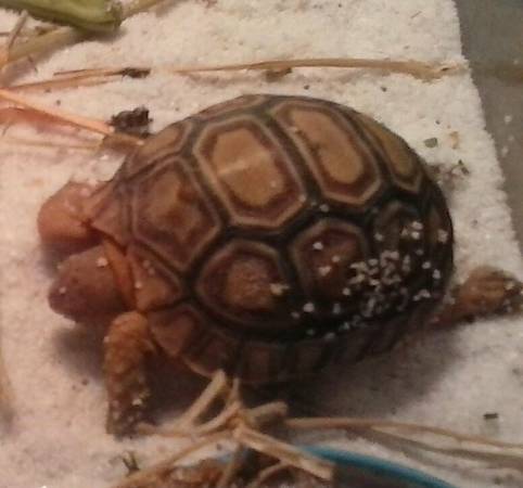 Russian Tortoise baby