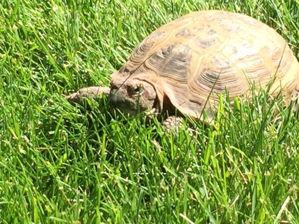 Russian Tortoise (Turtle) (West Boise)