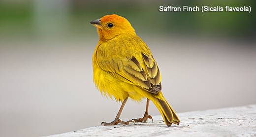 saffron finch (denver)