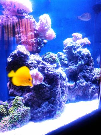 Saltwater fish aquarium (Nampa)
