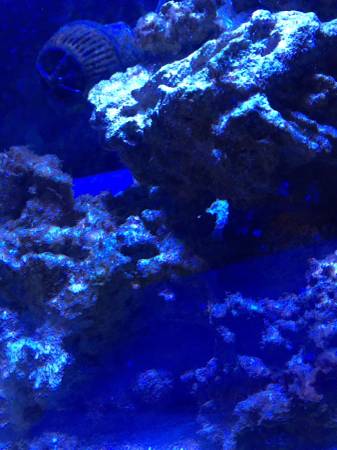 saltwater tank 24gallon nano cube (lincoln)