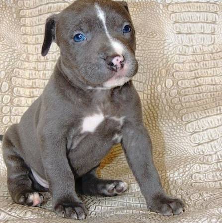 SANDUSKYPIT BULL PUPPIESFOR ADOPTION WITH LITLE FEE (russian river)