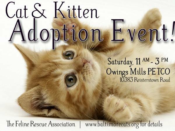 SATURDAY  Rescued Cat Adoption Event (Owings Mills PETCO)