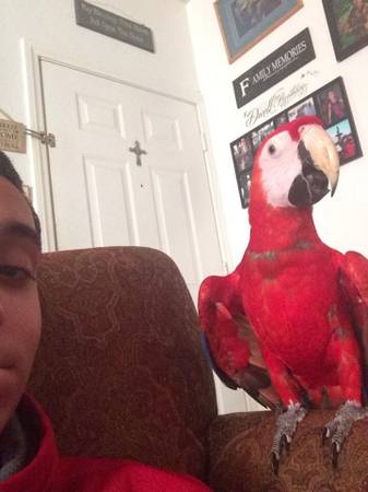 Scarlet Macaw (Silverado Ranch)