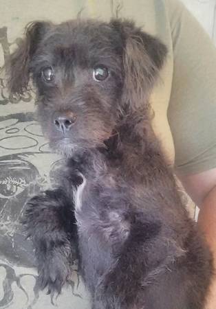 Schnauzer poodle mix (Seattle)