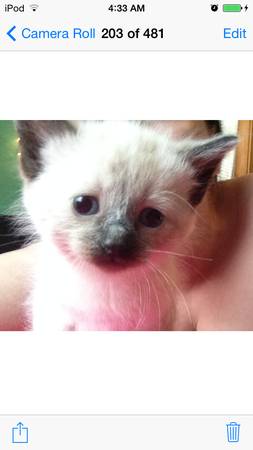 Seal Point Female Siamese kitten (lisbon)