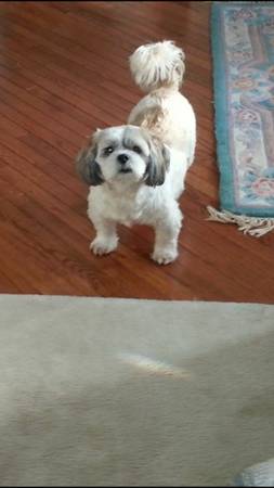 Searching for a free Lhasa aspo puppy (Newark)