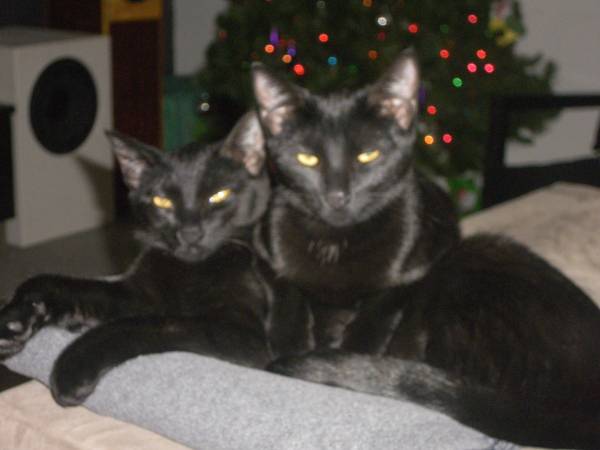 Searching for loving home for sister Bombay cats (LaPorte)