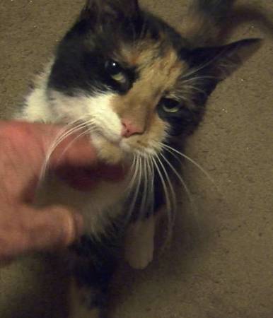 (see video) Sasha young rescued calico cat, touching story (Melrose)