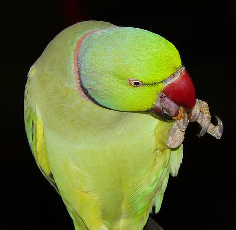 Seeking FREE Female Indian Ringneck Parrot 4 Socializing with My Male Birds (Somerville)