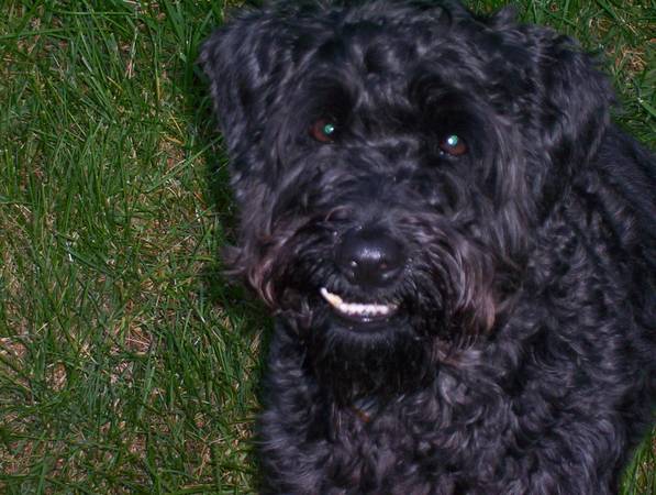 Seeking Good Home for an Adult Male Schnoodle (Maynard)