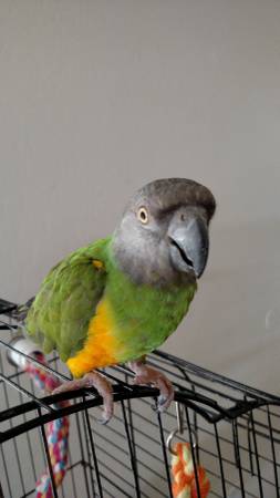 Senegal parrot rehoming (garyhunt highway)