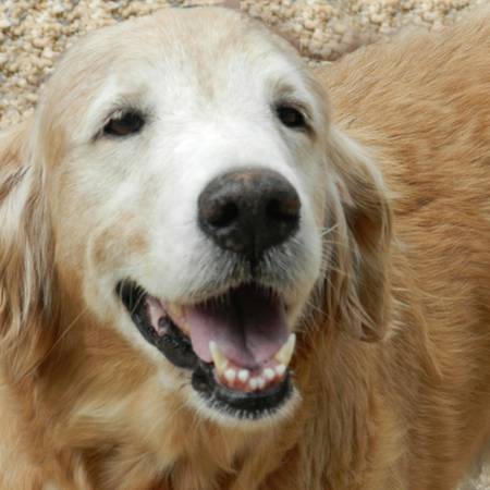 Senior Goldens 4 Seniors (Reinholds, PA)