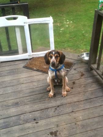 seven month old blue tick coon hound