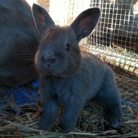 Several different breeds of Rabbits for sale (Near Crete)
