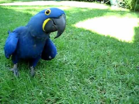 She is not loud, she is available for adoption. Hyacinth macaw parrot