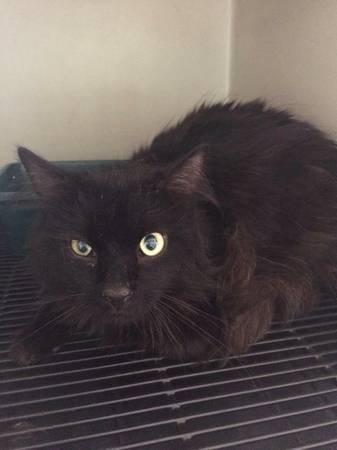 SHELTER CAT needs home (Hazel Park)