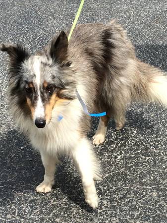 Sheltie (Westford)