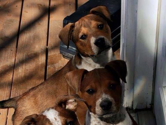 Shepherd Mix Puppies (Alexandria VA)