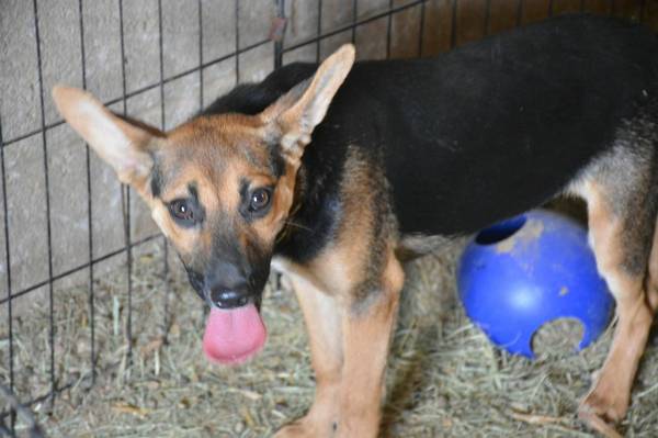 Shepherd mix puppy