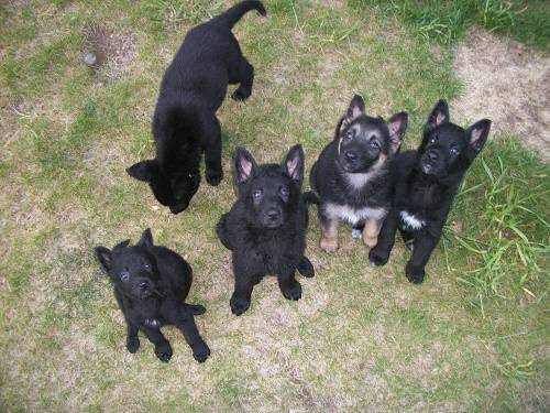 Shepherd Puppies (Houston)