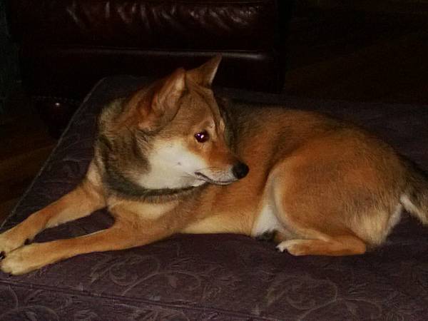 Shiba Inu (Kodah) lost dog from Hampton VA (grandviewfoxhill)