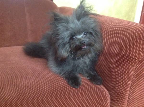 Shih Tzu male (las colinas)