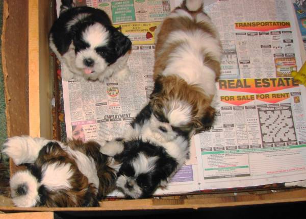 Shih Tzu Puppies