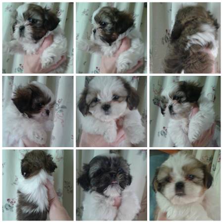 Shih Tzu Puppies (DANBURY CT)