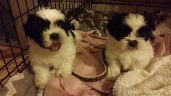 shih tzu puppies (NLV)