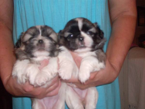 Shih Tzu Puppy (rapid city)