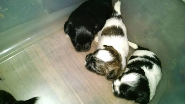 shih tzu pups (north wilmington)