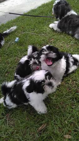 SHIH TZU PUPS READY FOR GREAT HOMES  (ORLANDO LAKELAND TAMPA)