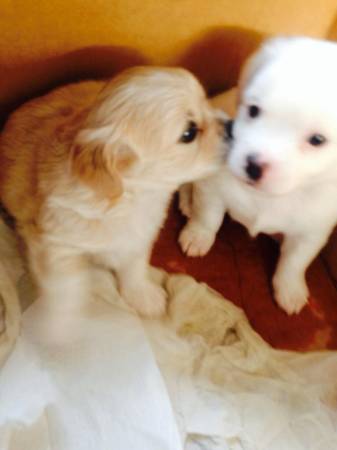 Shih tzu pups (Windsor)