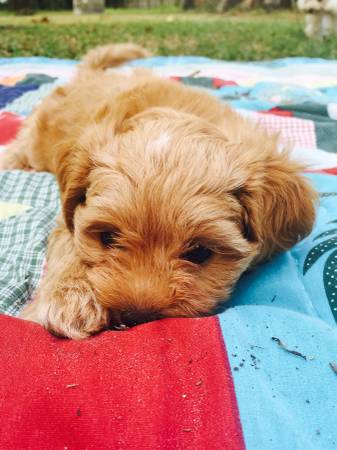 Shihpoo Puppies