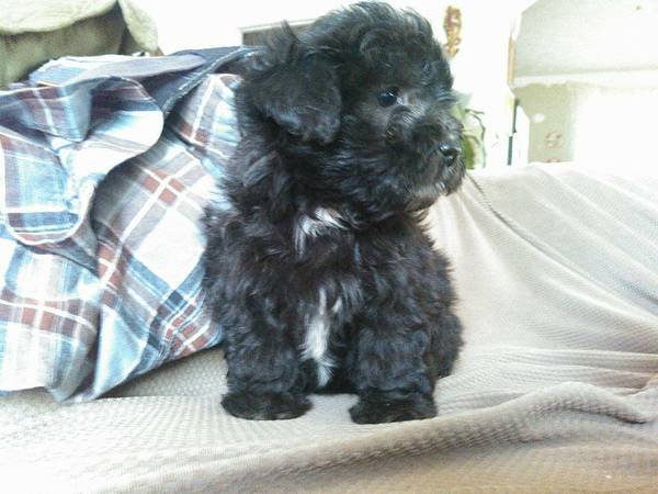 shihpoo puppy (east indy)