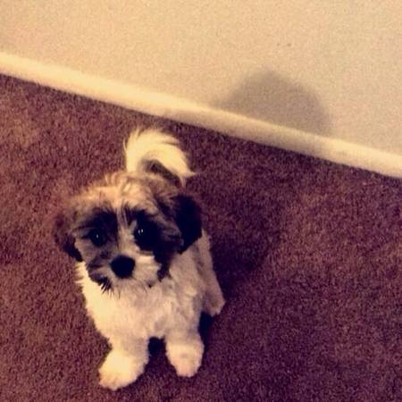 Shitzu Lovable Puppy for sale (New Brunswick)