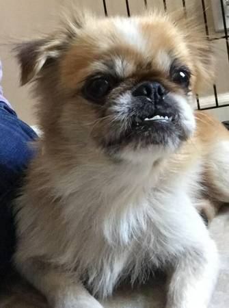 Shogun male 4 yr old pekingese for adoption (Justin Bartlett Animal Rescue)